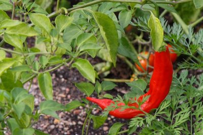 Red pepper, Chicago Botanical Garden