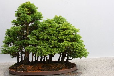 The Cypress garden, Bonsai, Chicago Botanical Garden