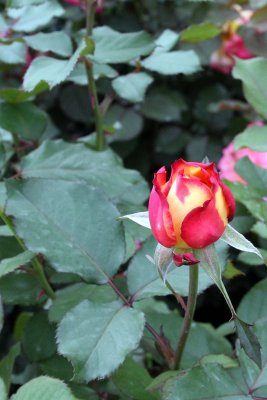 The Rose bud, Chicago Botanical Garden