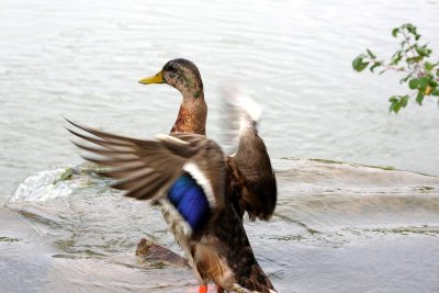 Goose flapping its wings, Chicago Botanical Garden