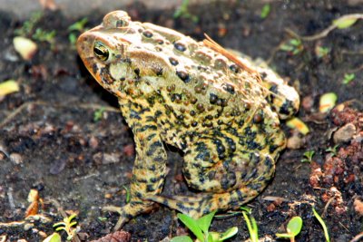 Toad by the pond, Chicago Botanical Garden