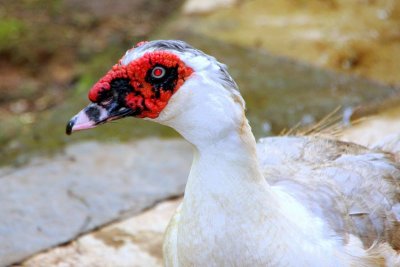 Wild life, Molem, Goa