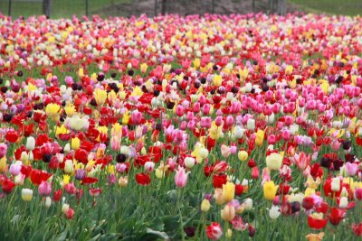 Tulips, Holland, Michigan