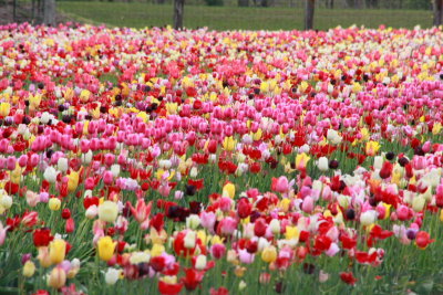 Tulips, Holland, Michigan