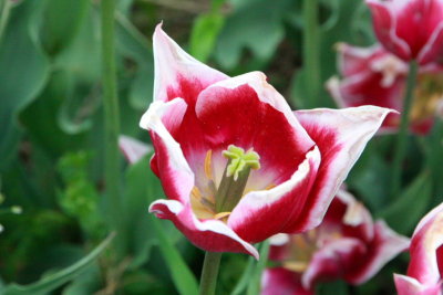 Tulips, Holland, Michigan