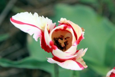 Tulips, Holland, Michigan