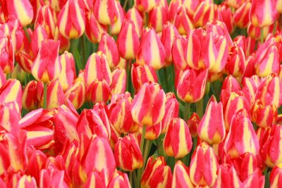 Tulips, Holland, Michigan