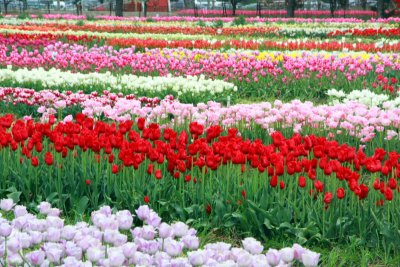 Tulips, Holland, Michigan