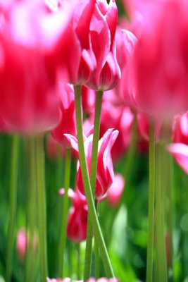 Tulipa Maggie Daley, Chicago