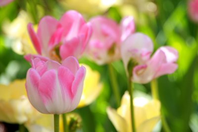 Spring 2010 - Pink soft tulips