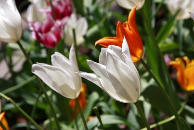 Spring 2010 - White is the prettiest tulip