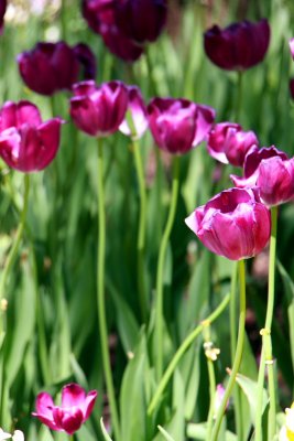 Spring 2010 - Purple tulips