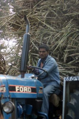 Tractor driver, Sugarcane load, Uttar Pradesh