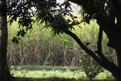 Sugarcane fields