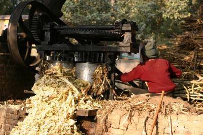 The sugarcane is crushed, Uttar Pradesh