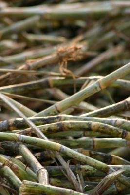 Cut sugarcane