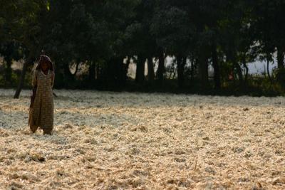 Sugarcane waste is used back as fertilizer, Uttar Pradesh