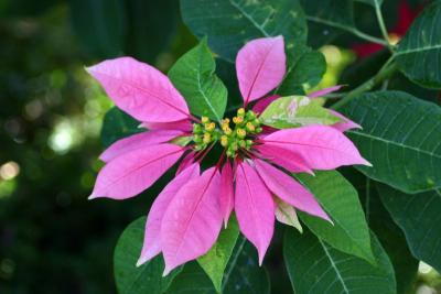Serene pink, Ananda in the Himalyas, spa and resort