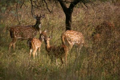 A herd of deer, Rajaji National Park, Uttaranchal