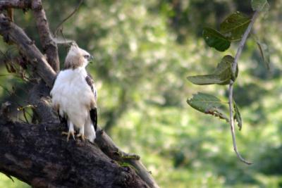 A majestic Kite, Rajaji National Park, Uttaranchal