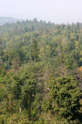 Forest, Rajaji National Park, Uttaranchal