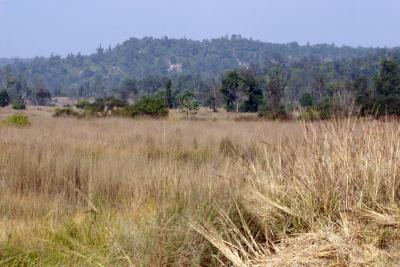 The wide grasslands, Rajaji National Park, Uttaranchal