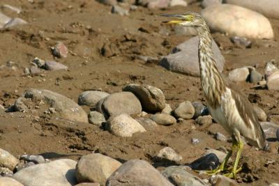 heron, Rajaji National Park, Uttaranchal