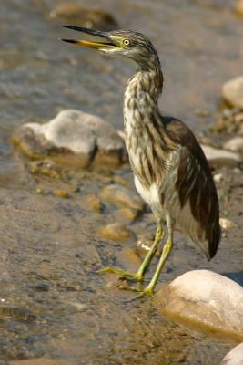 H is for Heron, Rajaji National Park, Uttaranchal