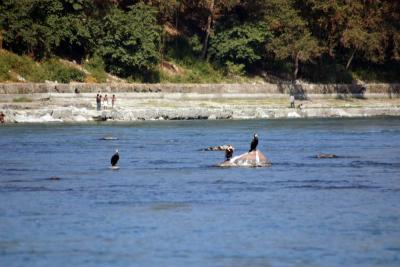 Vultures wait for their prey, Rishikesh, Uttaranchal, India