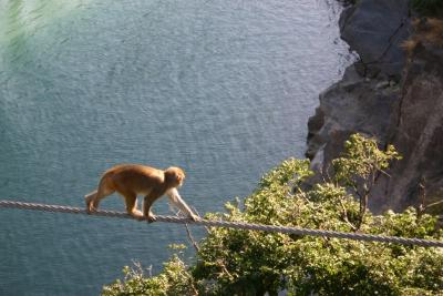 Acrobatic Monkey, Rishikesh, Uttaranchal, India