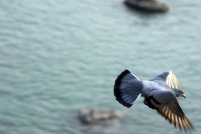 Pigeon in flight, Rishikesh, India