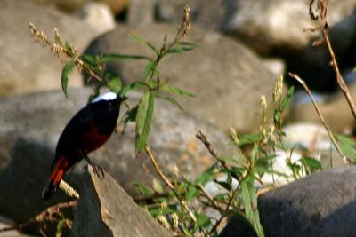 The mynah sings, Rishikesh, Uttaranchal, India