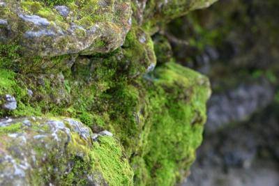 The algae, Rishikesh, Uttaranchal, India