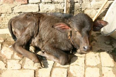 Calf in the sun, Vrindavan, Uttar Pradesh