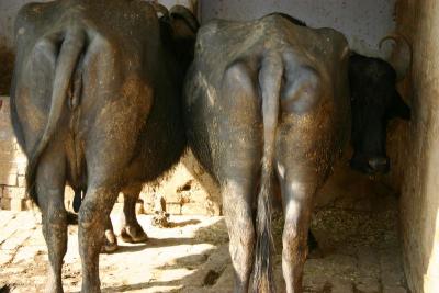 Buffalo Milk, Vrindavan, Uttar Pradesh