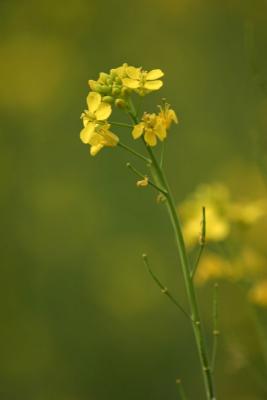 A single bloom, Mustard fields, Vrindavan, Uttar Pradesh