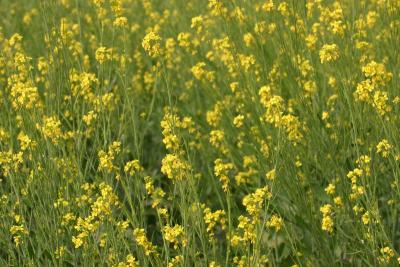 Mustard fields, Vrindavan, Uttar Pradesh