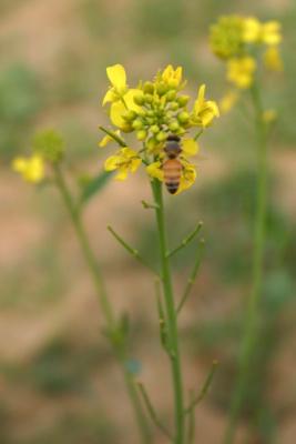 Honey bee, Mustard fields, Vrindavan, Uttar Pradesh