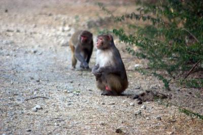 Monkey Business, Keoladeo National Park, India