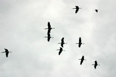 Migrate, Keoladeo National Park, India