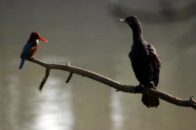 Kingfisher vs Cormorant, Keoladeo National Park, India