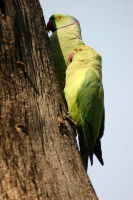 P is for Parakeet (Rose Ringed), Keoladeo National Park, India