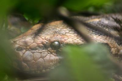 S is also for Snake, Keoladeo National Park, India