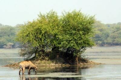 Marshlands, Keoladeo National Park, India