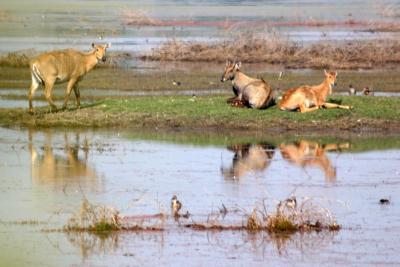 Friends in the jungle, Deer, Keoladeo National Park, India