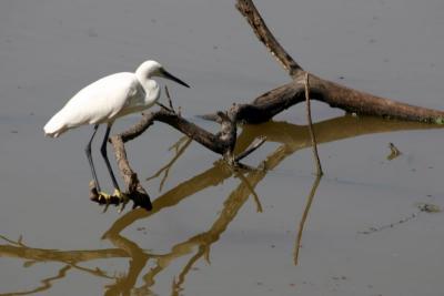 Balancing act, Egret, Keoladeo National Park, India