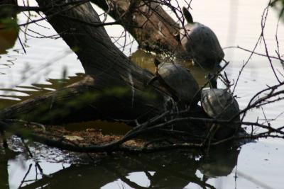 Turtles, Keoladeo National Park, India