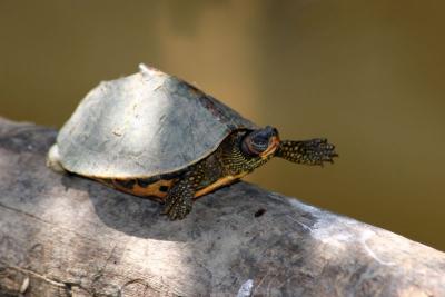 T is for Turtle, Keoladeo National Park, India