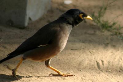 Myna, National Zoological Park, Delhi