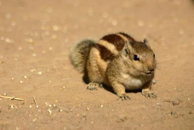 S is for Squirrel, National Zoological Park, Delhi